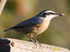Red-breasted Nuthatch male